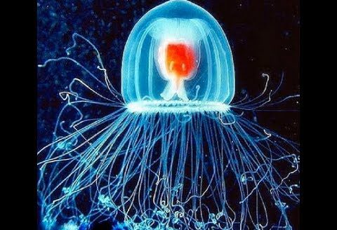 Los viajes en el tiempo de la medusa inmortal