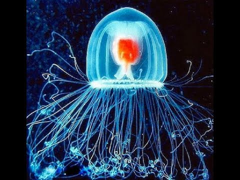 Los viajes en el tiempo de la medusa inmortal